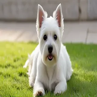 west highland white terrier