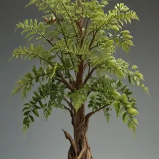 plant transparent