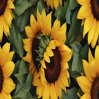 sunflower wallpaper iphone