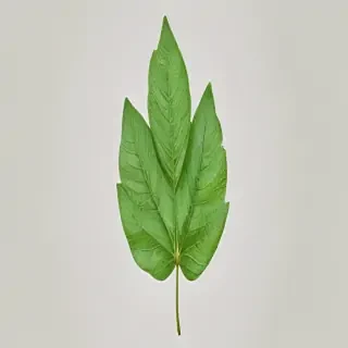 green leaf png