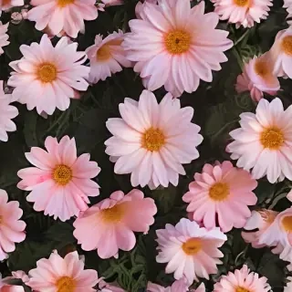 flower aesthetic