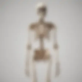 skeleton transparent background