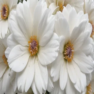 flower white bg