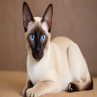 thai old style siamese cat breed