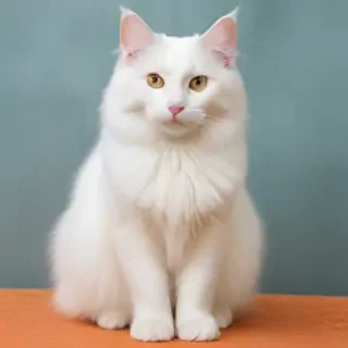 turkish angora breed