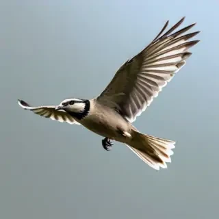 birds flying transparent background