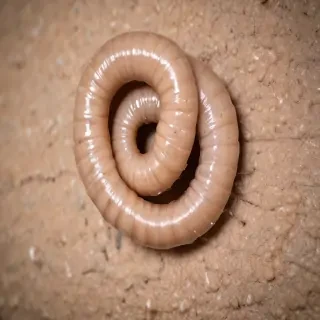 ring worm images