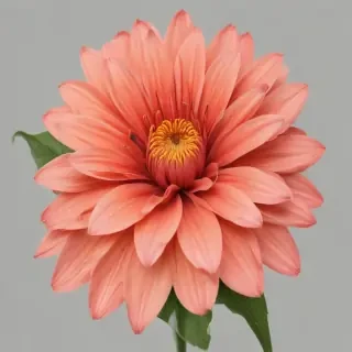 aesthetic flower png