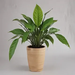 potted plant png