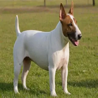 bull terrier dog breed