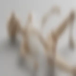 skeleton transparent