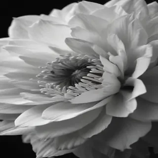 black and white flower