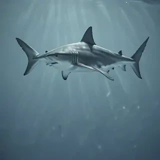 shark backgrounds