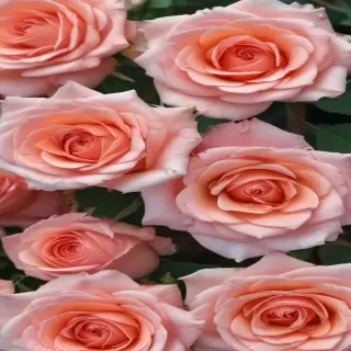 background roses wallpaper