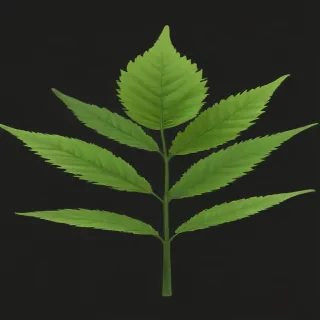 weed leaf png