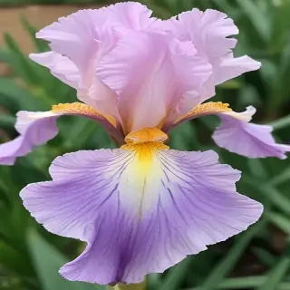 iris flower