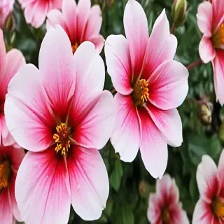 iphone flower wallpaper