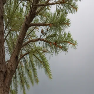 pine tree transparent
