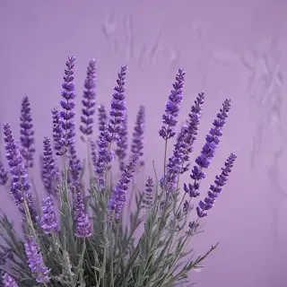 aesthetic lavender wallpaper