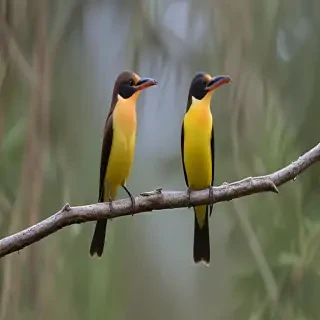 florida birds