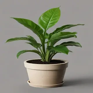 potted plant png