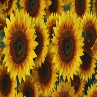 aesthetic sunflower background
