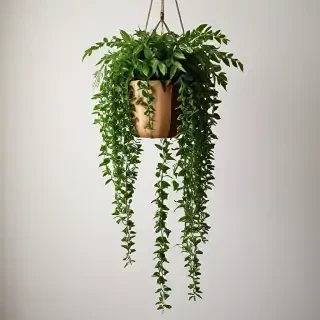 hanging plants png
