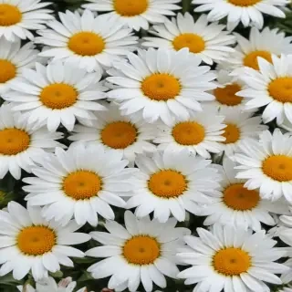 daisies png