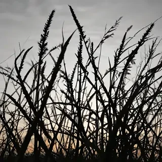 grass silhouette
