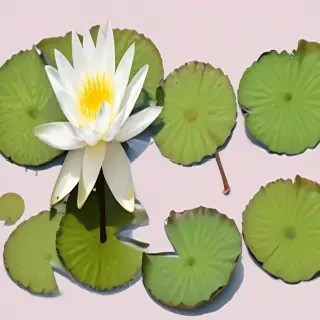water lily png