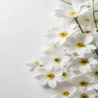 white flowers on white background