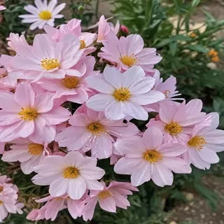 pretty flowers