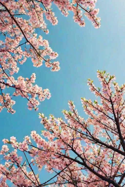 spring wallpaper phone