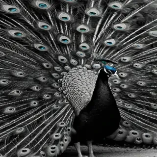 peacock black and white