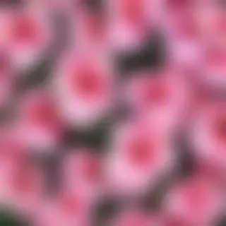 pink flower background
