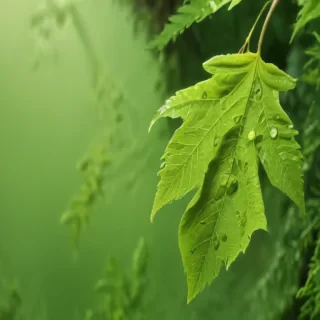 leaf background green