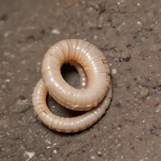 ring worm images