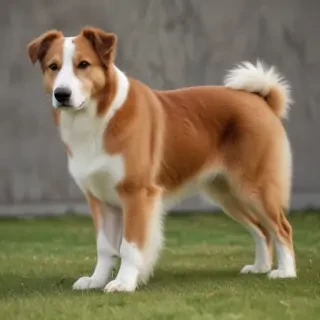 mauzer dog breed