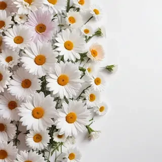 flowers white background