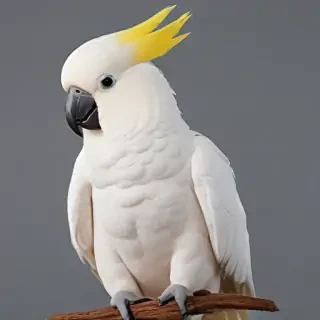 cockatoo