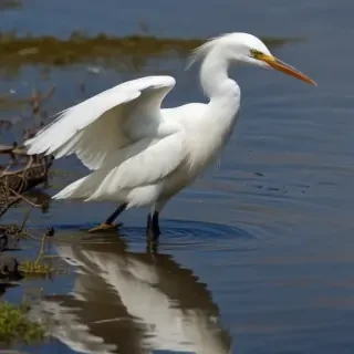 snowy egret