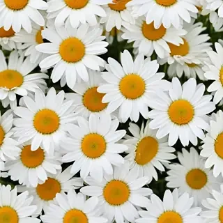 daisy background wallpaper