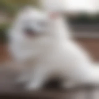 japanese spitz dog breed
