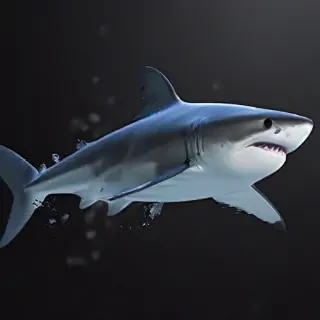 shark wallpaer