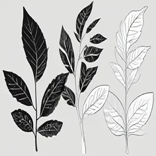 black and white leaf clip art