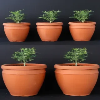 pot images