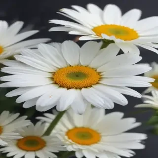 daisy wallpaper iphone