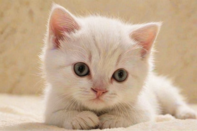 cat wallpaper phone