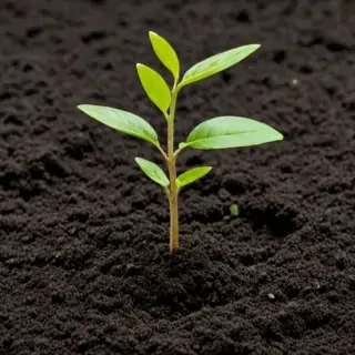 seedling png