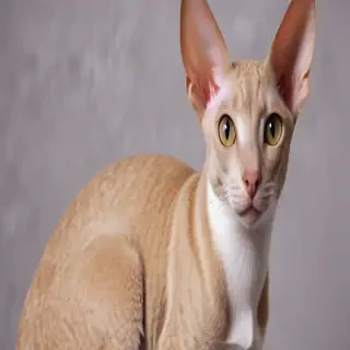 cornish rex cat breed